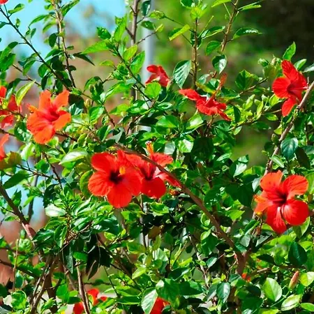 Hermosa بورتو سيساريو
